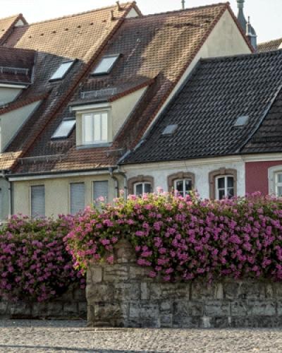 Blumenschmuck große Brücke_Hans-Peter Safranek